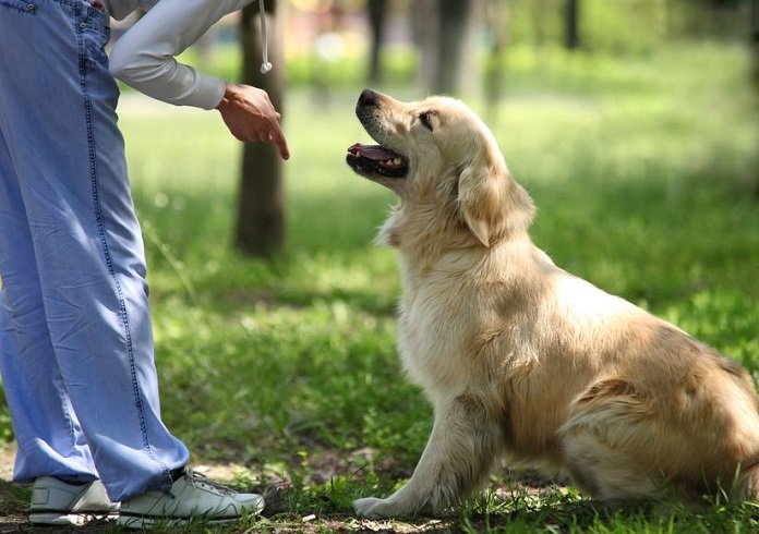 Người xưa dặn: “Đừng gọi chó khi no”, nửa vế sau mới là thâm thuý