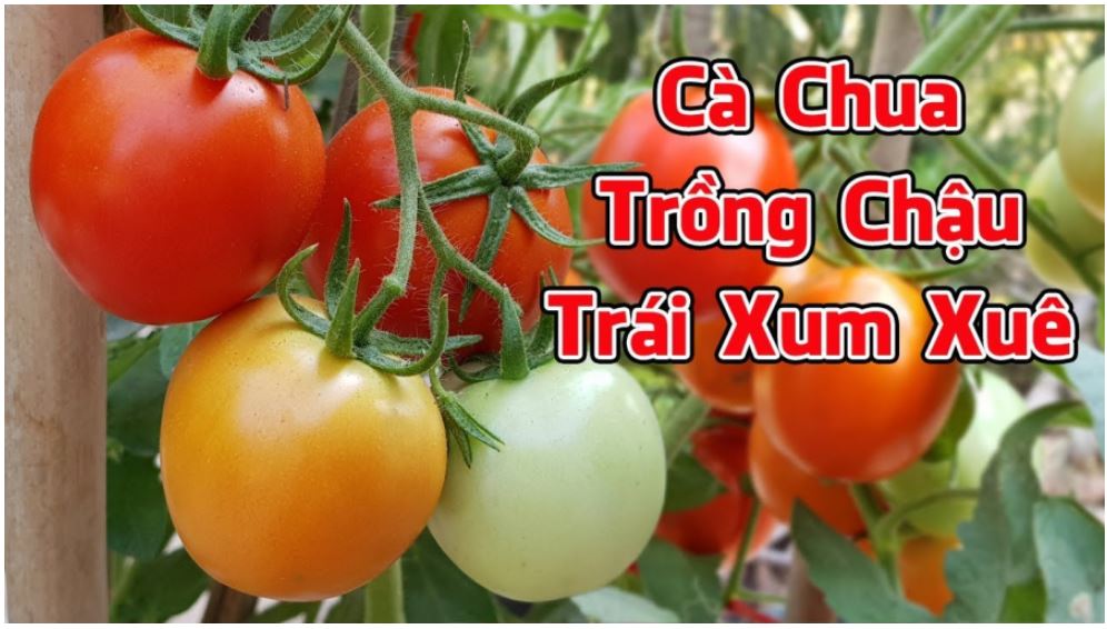 Cách trồng cà chua trong chậu cho quả sai lúc lỉu, vừa ăn vừa cho không xuể