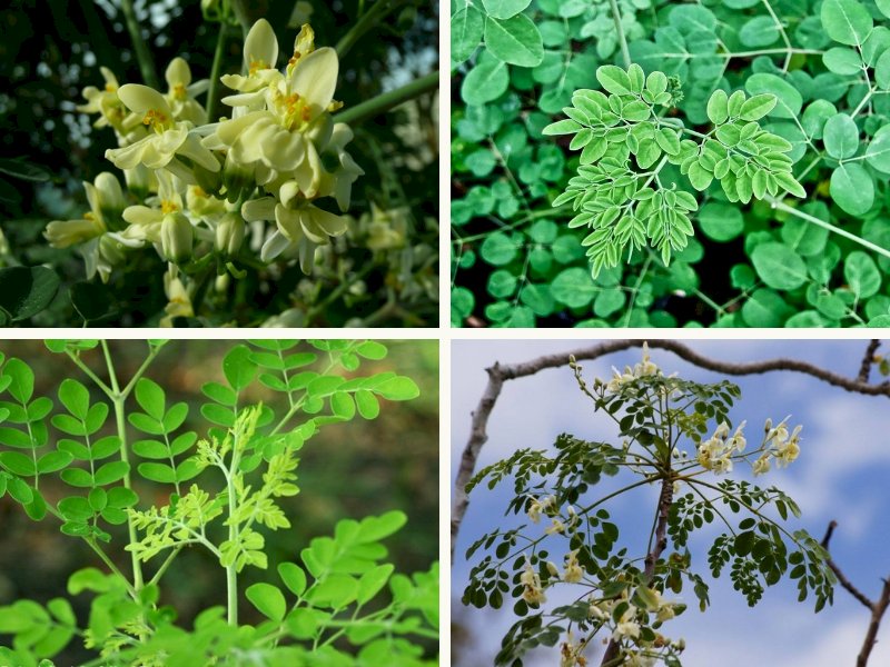 Loài cây quý như vàng xanh mọc khắp Việt Nam, nhiều người không biết lại vô tình bỏ qua