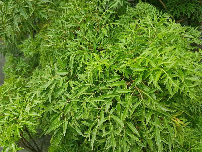 Người đàn ông đi cấp cứu sau 2 tháng uống lá đinh lăng liên tục
