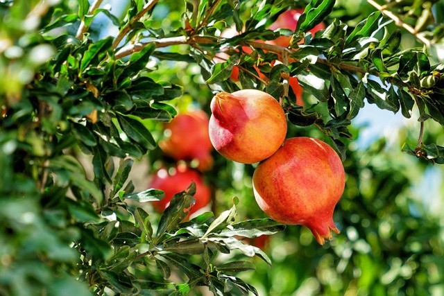 Ông bà xưa dặn: Trong nhà trồng được 1 trong 5 cây này, đời hanh thông, con cháu về sau ắt hưởng phúc lộc