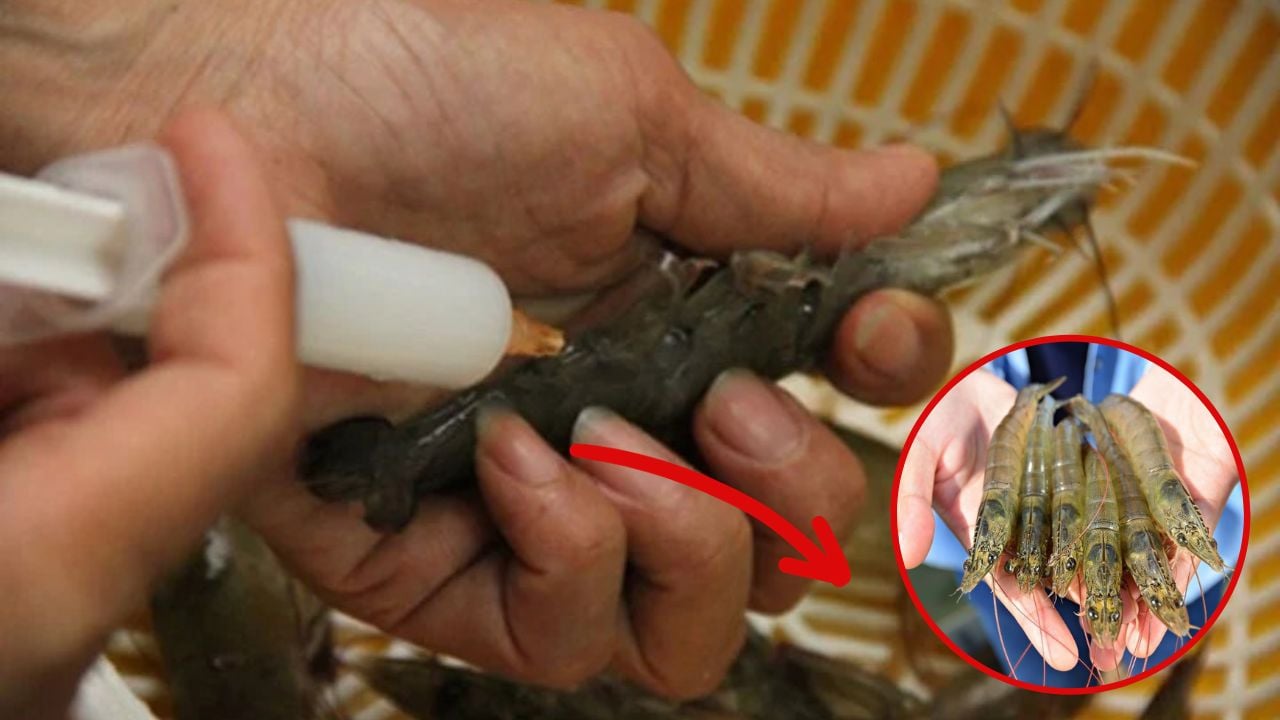 Chủ tiệm hải sản nói thẳng: “Chỉ người không biết mới mua 4 loại tôm này, cực hại sức khỏe, nhớ tránh xa”