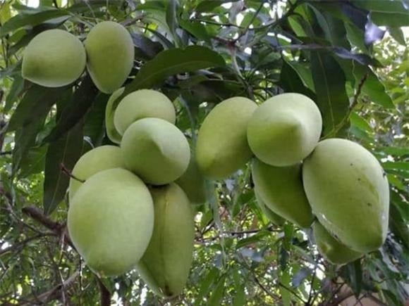 Trồng 4 loại cây trước nhà giúp giữ vượng khí, tụ lộc, gia chủ phất lên như diều gặp gió