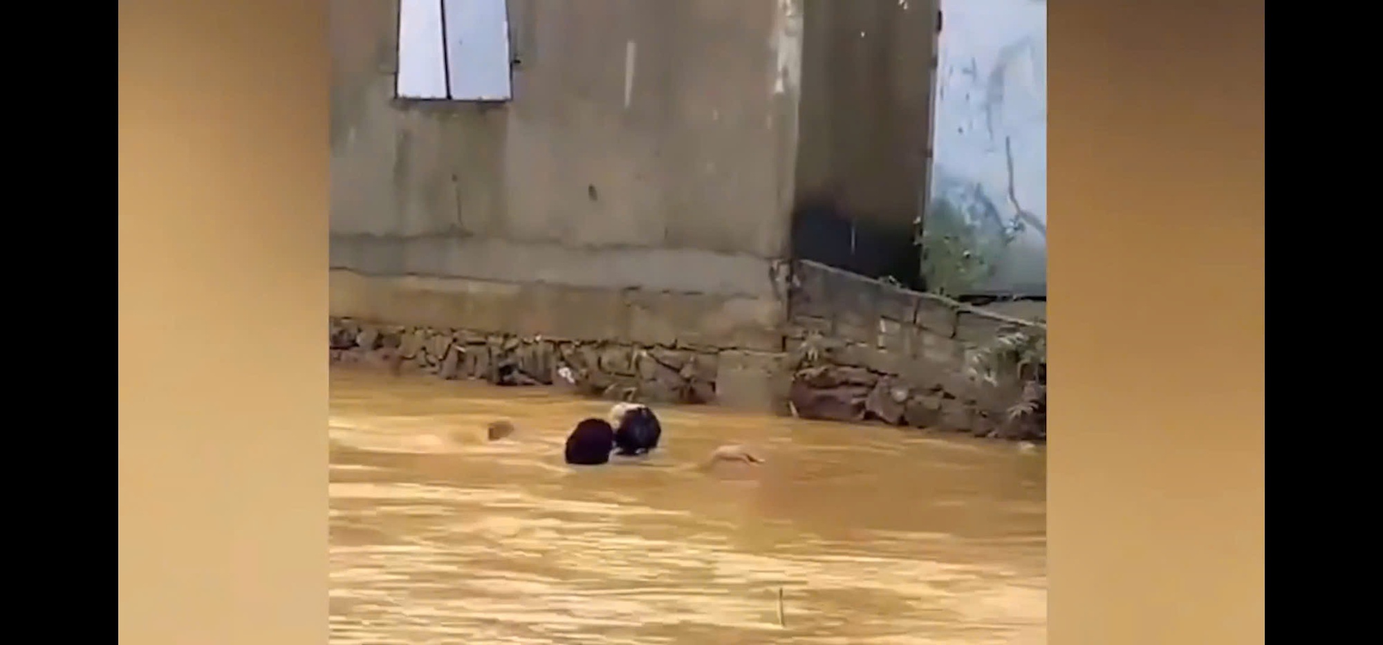 Clip: Nín thở trước hình ảnh người đàn ông lao ra cứu em học sinh lớp 7 giữa dòng nước xiết