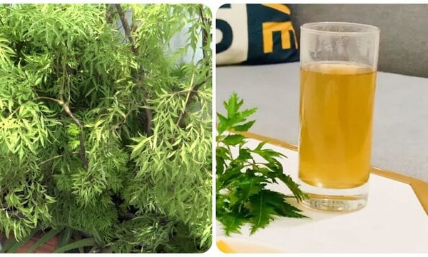 5 loại nước tốt cho người bị rối loạn tiền đình, giúp giảm hoa mắt – chóng mặt