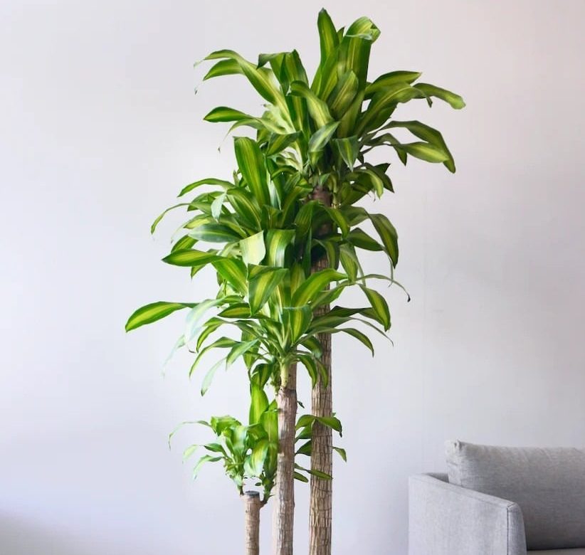 Người giàu mê trồng 4 loại cây này: Chiêu tài nạp phúc, lọc khí độc, tốt cho sức khỏe