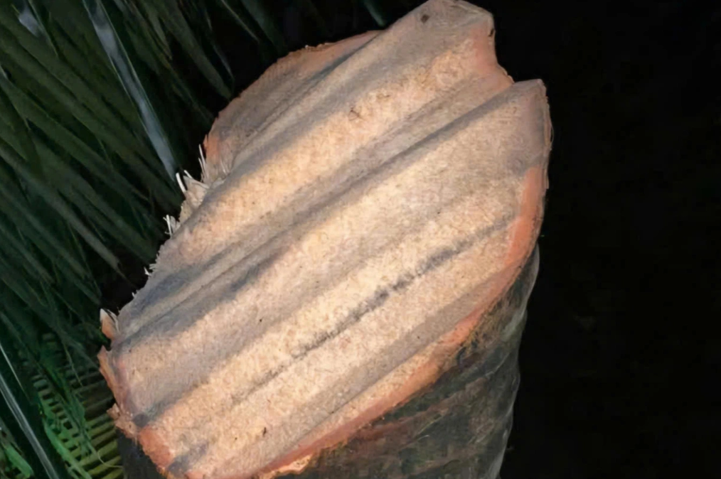 Chủ nhân clip hơn 6 triệu view “tôn bay cắt đứt lìa cây dừa” lên tiếng