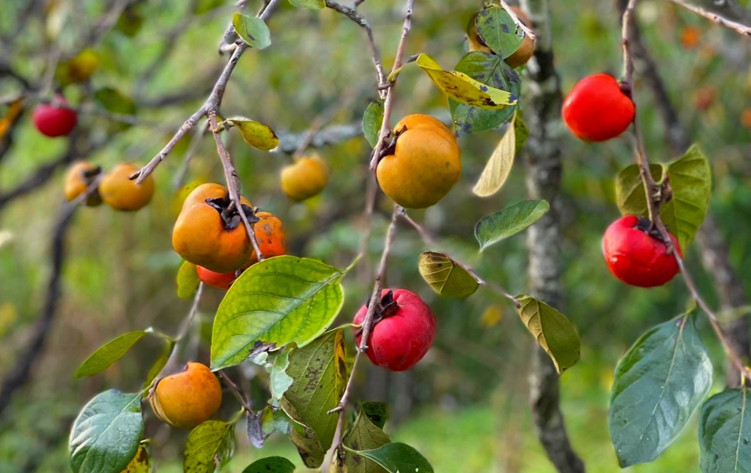 Những đại kỵ khi ăn quả hồng, cần biết để khỏi mang họa