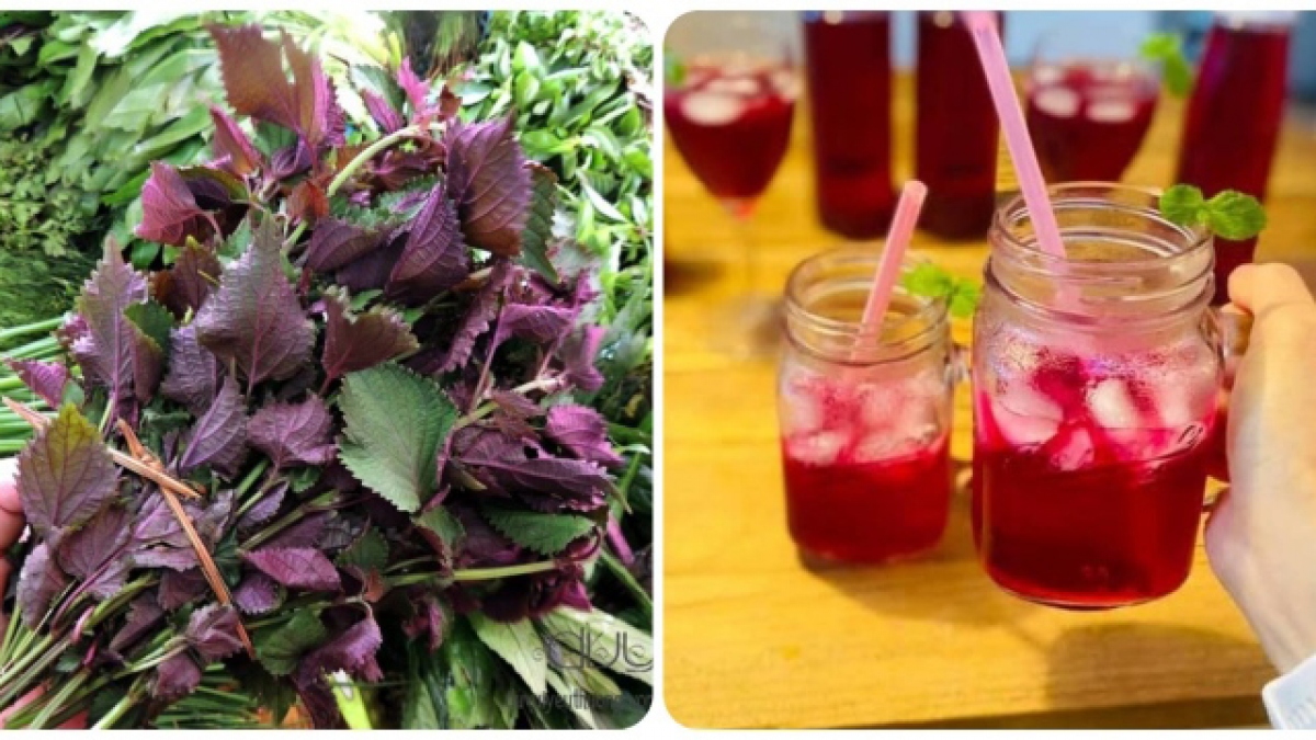 Uống nước lá tía tô cực hại với 6 người này, cẩn thận sinh thêm bệnh
