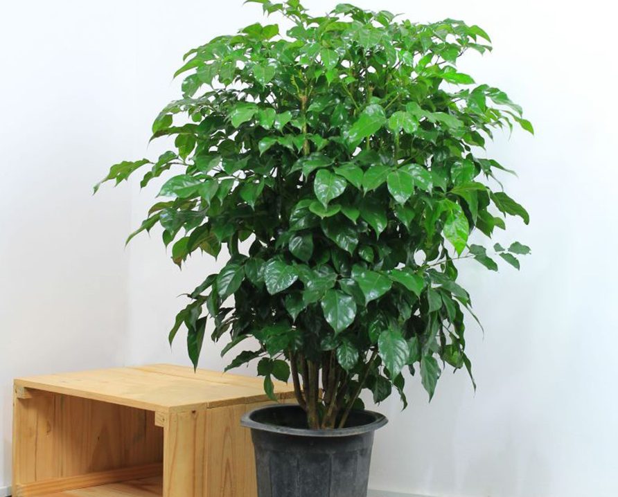 Người thuộc 2 mệnh này trồng Cây Hạnh Phúc, lộc đến ngập nhà