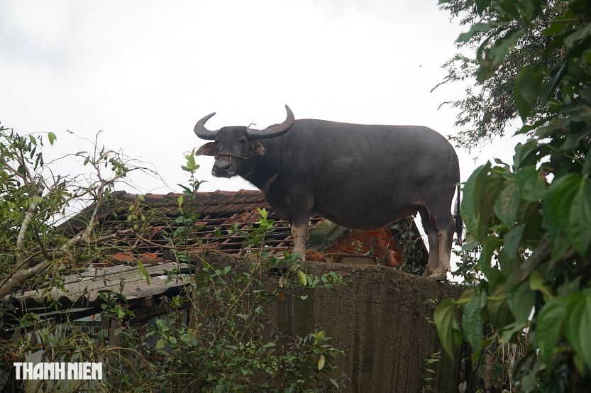 Con trâu mắc kẹt trên mái nhà: Chủ hứa không cho cày bừa, nuôi đến cuối đời