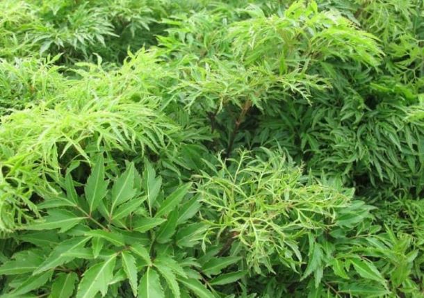 Vị tɾí tốt nhất ƌể tɾồng cây ƌinh lăng, chặn tà khí, hút tiền tài